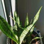 Sansevieria zeylanica Liść