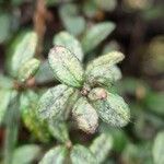 Cotoneaster microphyllus 叶