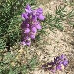 Lupinus formosus Flor