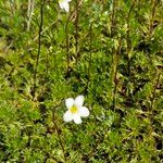 Saxifraga hypnoides Libunga