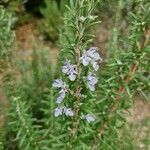 Rosmarinus officinalisKvět