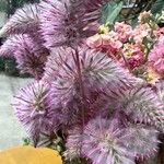Ptilotus extenuatus Flor