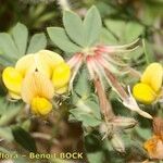 Lotus maroccanus Flor