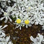 Senecio evacoides Λουλούδι