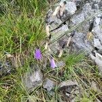 Campanula scheuchzeriBloem