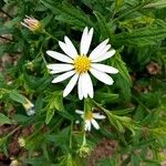 Aster incisus 花