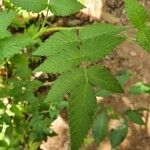 Rubus fraxinifolius Hoja