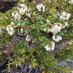 Gaultheria mucronata Flor