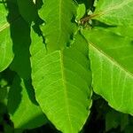 Asclepias variegata Лист