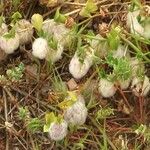 Trifolium tomentosum Цветок
