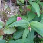 Jasminum beesianum Bloem