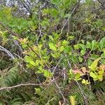 Searsia longipes Habit