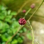 Sanguisorba officinalis Цвят