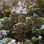 Clerodendrum infortunatum Virág