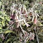 Kalanchoe daigremontiana പുഷ്പം