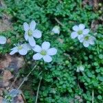 Arenaria balearica Flor