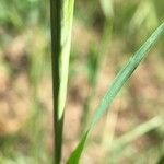 Hordeum marinum पत्ता