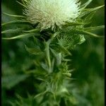 Cirsium undulatum Flower