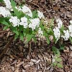 Spiraea cantoniensis Blatt