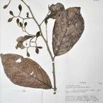 Dichapetalum spruceanum Otro