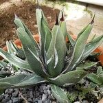 Agave victoriae-reginae Habit