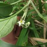 Solanum erianthum Fleur