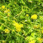 Trifolium patens Habitus