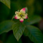 Mussaenda philippica Flors