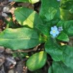 Myosotis latifolia 花