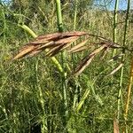 Bromus lanceolatus 果実