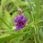 Gutenbergia cordifolia Virág