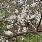 Prunus spinosa Λουλούδι