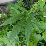 Cannabis sativaΦύλλο