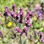 Verbena incompta Blomma