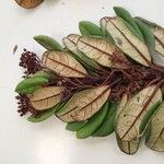 Argophyllum grunowii Fruit