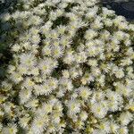 Lampranthus multiradiatus Kwiat