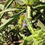 Hygrophila auriculata Květ