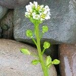 Cochlearia officinalis Fula