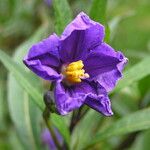 Solanum nudum Flower