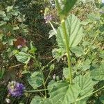 Cullen corylifolium Leaf