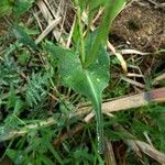 Sonchus tenerrimusLeaf