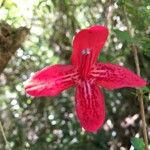 Asteranthera ovata 花