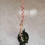 Gasteria carinataFlors