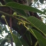 Ficus salicifolia Fruit