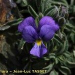 Viola diversifolia Flower