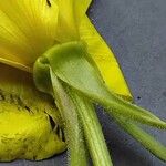 Oenothera glazioviana Flor