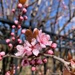 Prunus cerasifera Floro