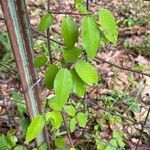 Berchemia scandens Leaf