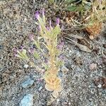 Centaurium tenuiflorum Kvet