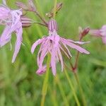 Silene flos-cuculi Flor